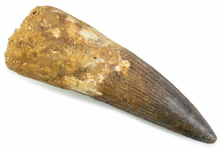 Real Spinosaurus Tooth - Robust Dinosaur Tooth #373998